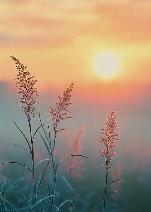 Paysage